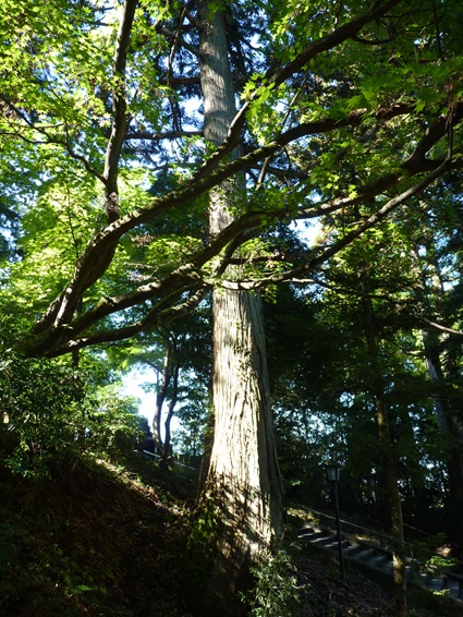 11muramatu5