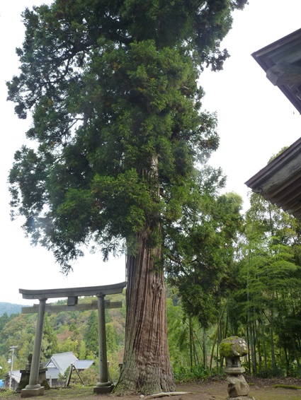 1kasiwazakinisinoiri151