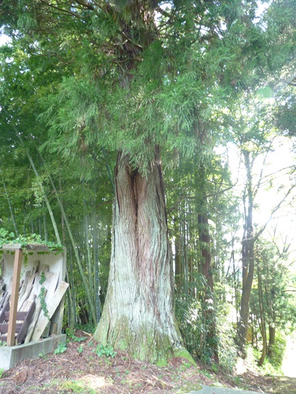 30jyabami40