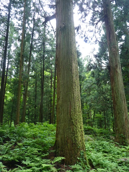 46minamimata12