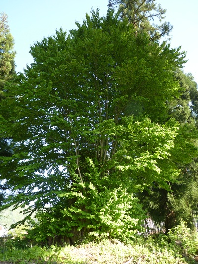g002220totibori1