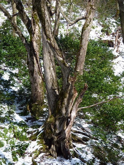 g002226oyamada39