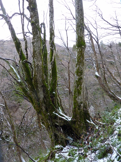 g002226oyamada43