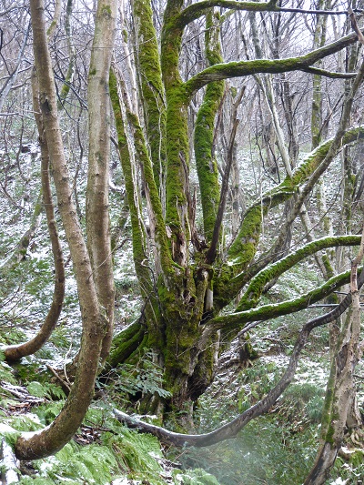 g002226oyamada45