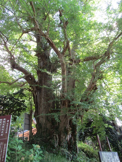i0055105nozumi