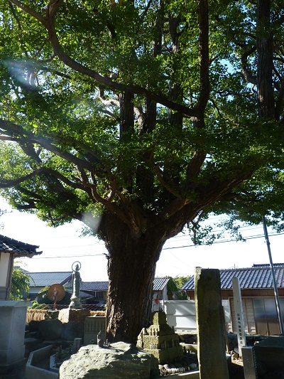 i005589isana1