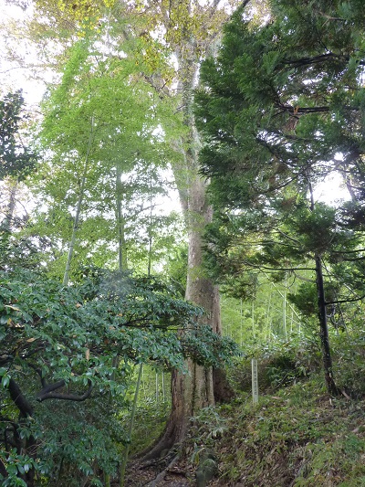 k001104nukuide