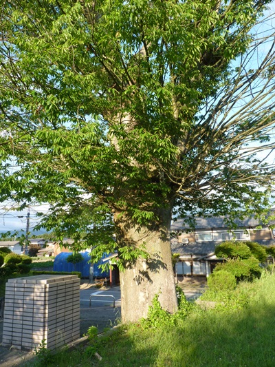 k001104sarusawa