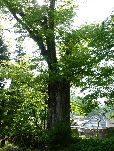 k001106murono1