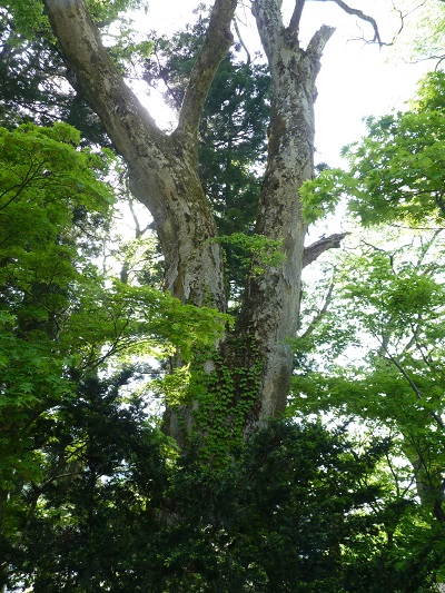 k001106murono2