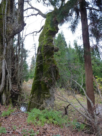 k001109kotunagi