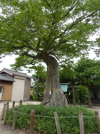 k0011107suibara