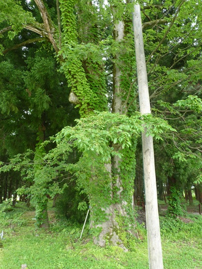 k001119yuzawa