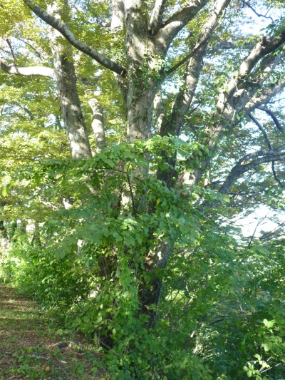 k001144yasuduka2