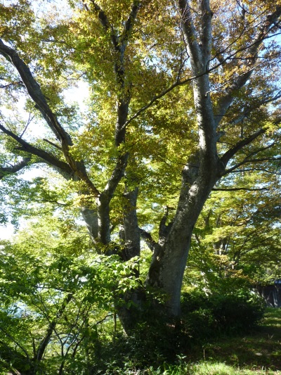 k001144yasuduka3