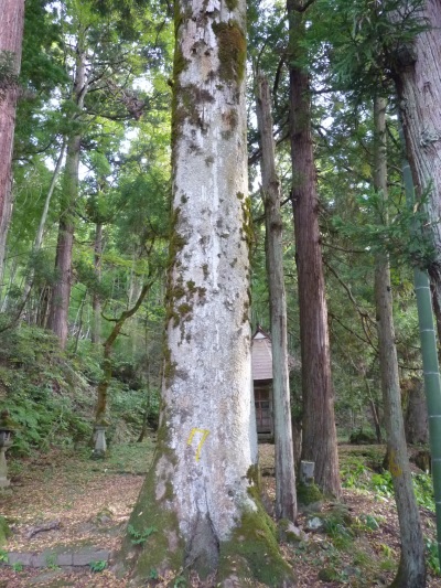 k001145watazawa