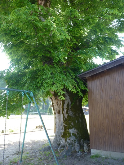 k001164sanasi