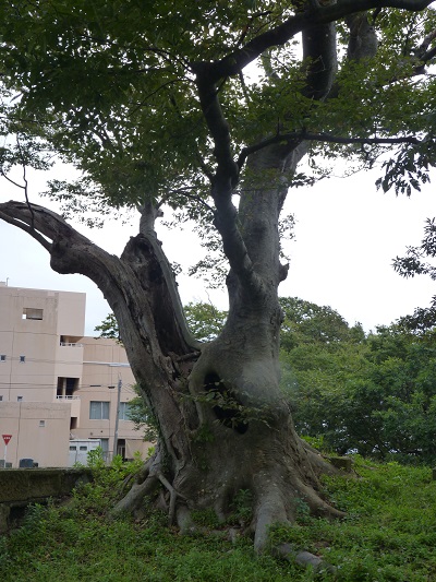 k001170kakizaki2