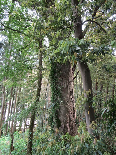 k001174arimagawa