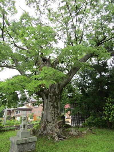 k001175yukimori