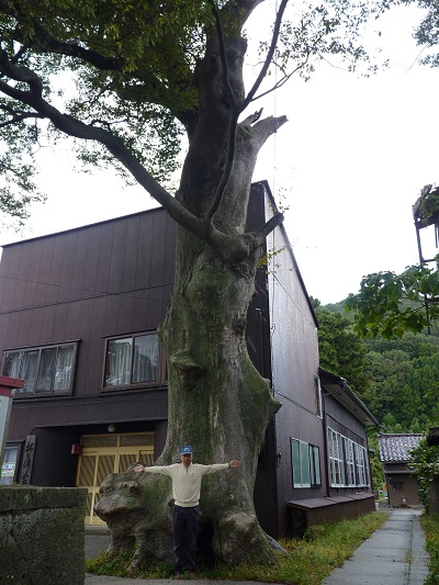 k001184matugasaki