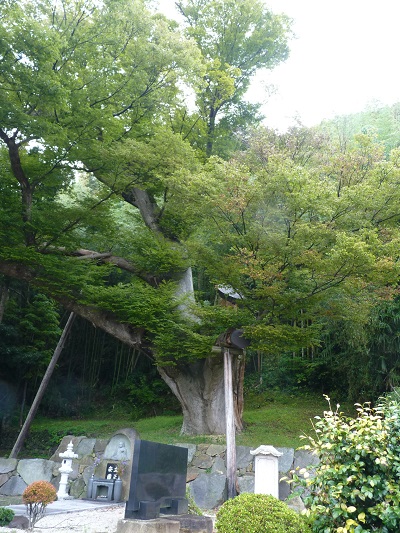 k001184matugasaki1