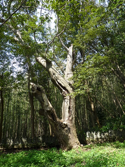 k001187syukunegi