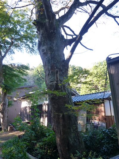 k001192kugami21