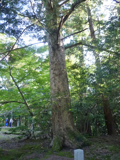 m003392kugami21