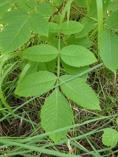 w004401arahama1