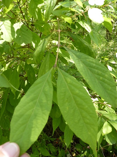 w004401arahama11