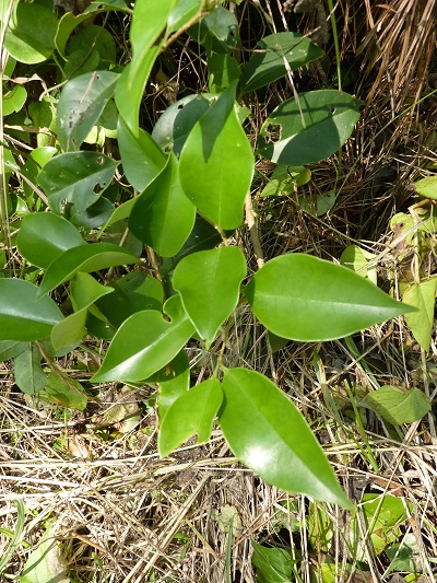 w004401arahama14