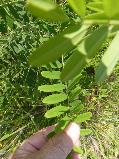 w004401arahama15