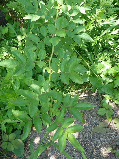 w004401arahama16-1