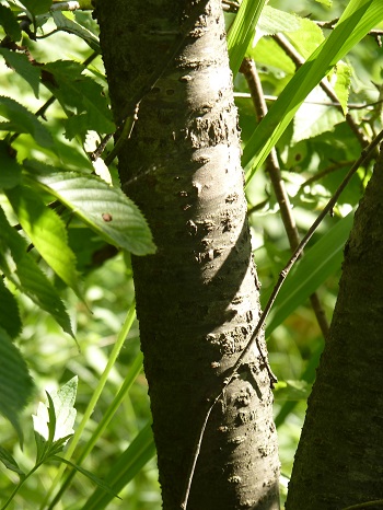 w004401arahama19-1