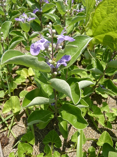 w004401arahama4
