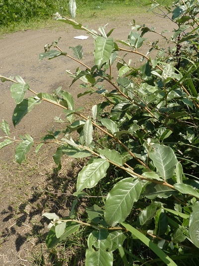 w004401arahama5