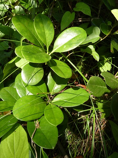 w004401arahama6