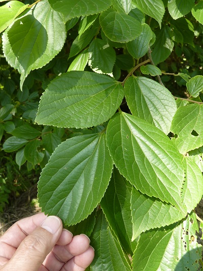 w004401arahama9