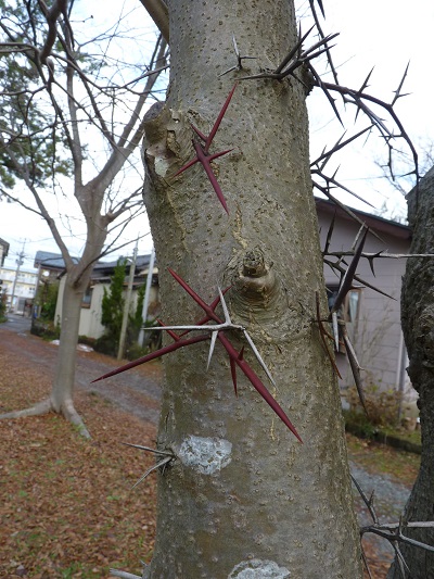 w004401hisumi-1