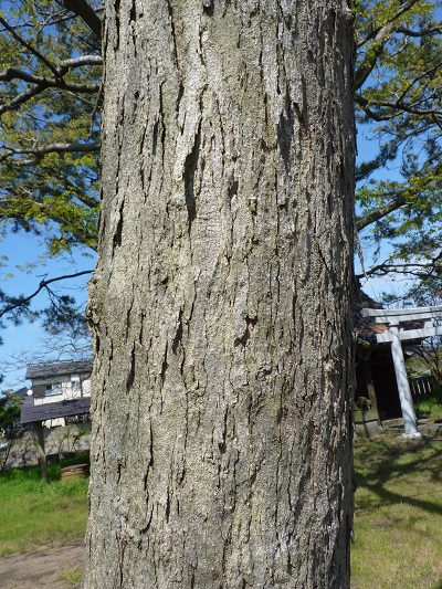 w004401kasuga-1