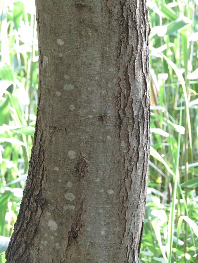 w004401mizukami1