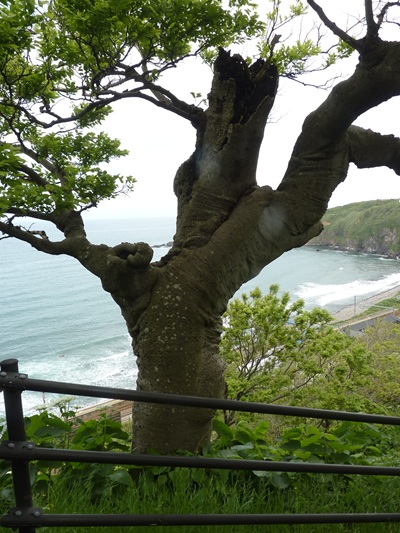 w004401oumigawa