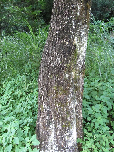 w004401simizutani