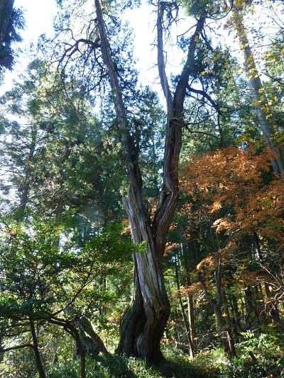 w004401simokanou