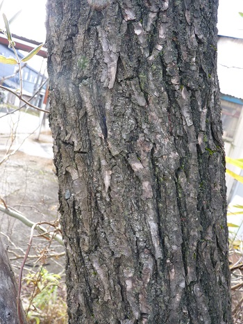 w004401taduka1-2