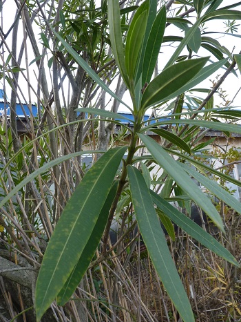 w004401taduka2-1