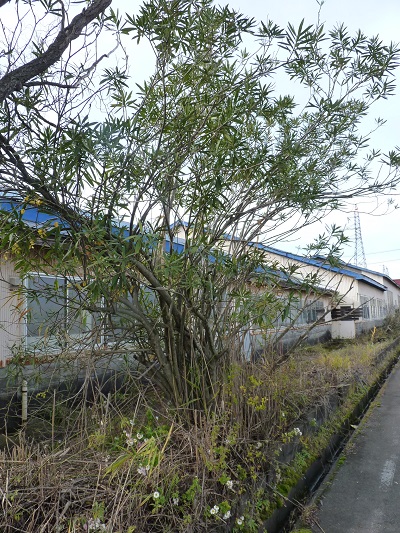 w004401taduka2