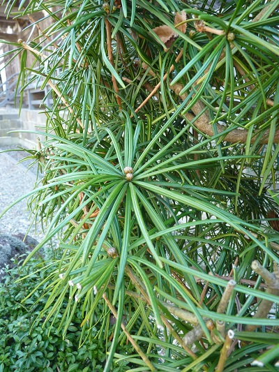 w004401wakaba1-1