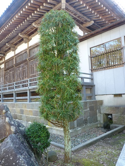 w004401wakaba1